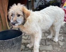 LUNA, Hund, Mischlingshund in Rumänien