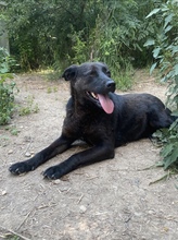 BALOU, Hund, Mischlingshund in Rumänien - Bild 2