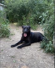 BALOU, Hund, Mischlingshund in Rumänien - Bild 3