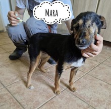 MARA, Hund, Deutscher Jagdterrier in Wiesloch
