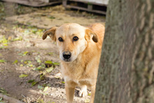 LUNO, Hund, Labrador-Mix in Kroatien