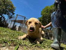 TANGO, Hund, Labrador-Mischling in Italien