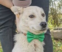 ELFI, Hund, Mischlingshund in Slowakische Republik