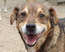 SAM, Hund, Mischlingshund in Rumänien