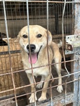 LASSI, Hund, Mischlingshund in Rumänien