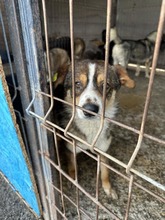 CHARLY, Hund, Mischlingshund in Rumänien