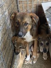 DASHA, Hund, Mischlingshund in Rumänien