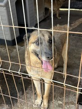 KANGEE, Hund, Mischlingshund in Rumänien
