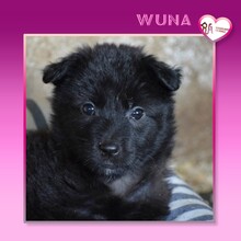WUNA, Hund, Mischlingshund in Bulgarien