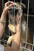TALIS, Hund, Mischlingshund in Rumänien