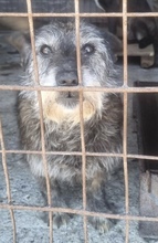 ZASU, Hund, Mischlingshund in Rumänien