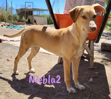 NIEBLA2, Hund, Mischlingshund in Spanien