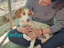 CARTIER, Hund, Mischlingshund in Spanien - Bild 16