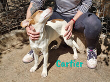 CARTIER, Hund, Mischlingshund in Spanien - Bild 17