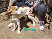 CARTIER, Hund, Mischlingshund in Spanien - Bild 18