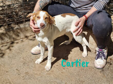 CARTIER, Hund, Mischlingshund in Spanien - Bild 19