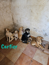 CARTIER, Hund, Mischlingshund in Spanien - Bild 20