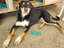NIZO, Hund, Mischlingshund in Spanien