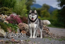 JAKARTA, Hund, Siberian Husky in Slowakische Republik