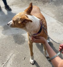 MICHEL, Hund, Podenco in Spanien - Bild 10