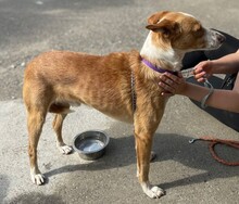 MICHEL, Hund, Podenco in Spanien - Bild 11