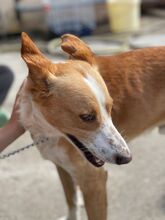 MICHEL, Hund, Podenco in Spanien - Bild 12