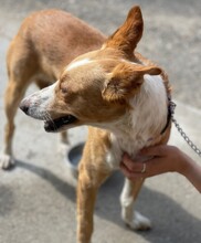 MICHEL, Hund, Podenco in Spanien - Bild 9