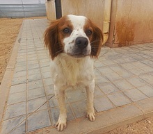 LLANERO, Hund, Epagneul Breton in Spanien - Bild 1