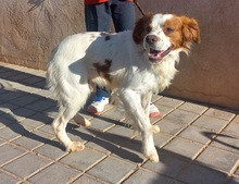 LLANERO, Hund, Epagneul Breton in Spanien - Bild 10