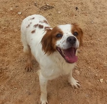 LLANERO, Hund, Epagneul Breton in Spanien - Bild 11