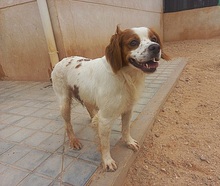 LLANERO, Hund, Epagneul Breton in Spanien - Bild 2