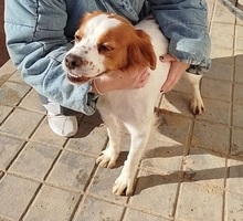 LLANERO, Hund, Epagneul Breton in Spanien - Bild 5