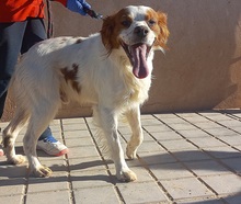 LLANERO, Hund, Epagneul Breton in Spanien - Bild 8