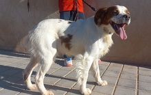 LLANERO, Hund, Epagneul Breton in Spanien - Bild 9