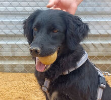 PATRICIA, Hund, Flat Coated Retriever-Mix in Spanien