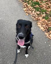 CAIZY, Hund, Mischlingshund in Karlsruhe