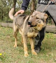 ATOS, Hund, Deutscher Schäferhund-Mix in Slowakische Republik - Bild 8