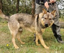 ATOS, Hund, Deutscher Schäferhund-Mix in Slowakische Republik - Bild 9