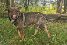 CHRIS, Hund, Holländischer Schäferhund-Mix in Slowakische Republik - Bild 11