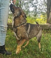 CHRIS, Hund, Holländischer Schäferhund-Mix in Slowakische Republik - Bild 12