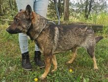 CHRIS, Hund, Holländischer Schäferhund-Mix in Slowakische Republik - Bild 13