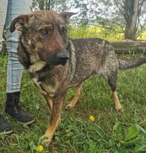 CHRIS, Hund, Holländischer Schäferhund-Mix in Slowakische Republik - Bild 14