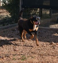 POPPYG, Hund, Mischlingshund in Griechenland - Bild 14