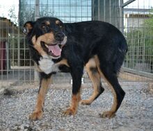 POPPYG, Hund, Mischlingshund in Griechenland - Bild 16