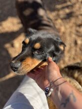 POPPYG, Hund, Mischlingshund in Griechenland - Bild 17