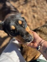 POPPYG, Hund, Mischlingshund in Griechenland - Bild 18