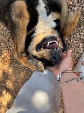 POPPYG, Hund, Mischlingshund in Griechenland - Bild 19