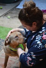TOMATO, Hund, Mischlingshund in Bulgarien - Bild 3