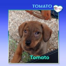TOMATO, Hund, Mischlingshund in Bulgarien - Bild 4
