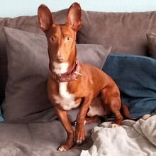 BOLT, Hund, Podenco Maneto in Norden - Bild 1